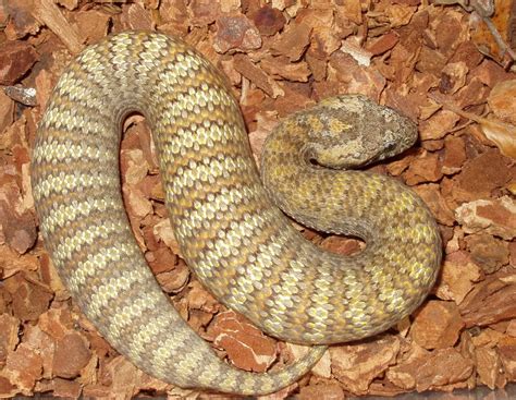 Reptile Facts The Common Death Adder Acanthophis Antarcticus
