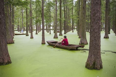 A Green Lake Covered By Floating China Plus Culture Facebook