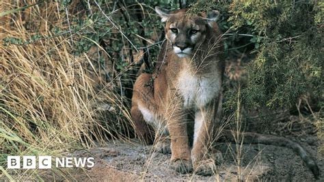 Hiker Probably Killed In Oregons First Fatal Cougar Attack Bbc News