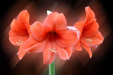 Banco De Imágenes Gratis Las Flores Más Hermosas Del Mundo 18