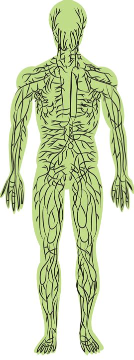 5 Steps To Lose Weight With Lymphatic System Detoxification