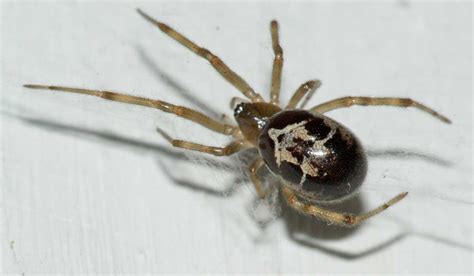 Explainer Everything You Need To Know About The Noble False Widow
