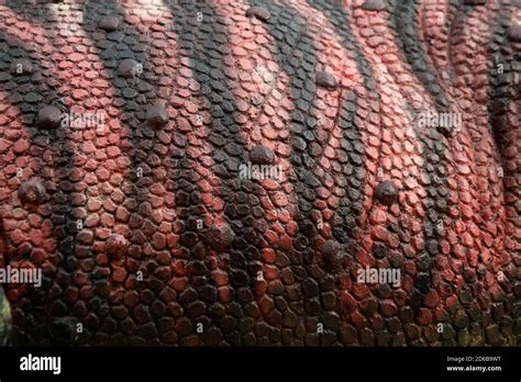 Skin Texture Dinosaur High Resolution Stock Photography And Images Alamy