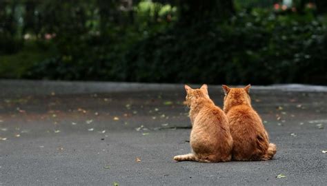 Asheville, north carolina 6 отслеживающих. Litter Mates - Cat Care Clinic