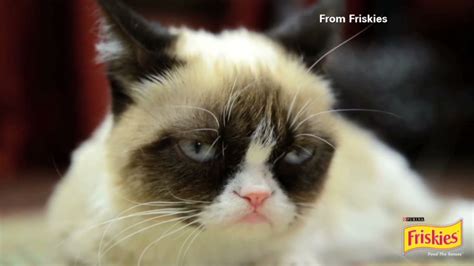 Grumpy Cat Signs Endorsement Deal With Friskies