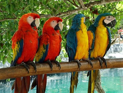 37 Tropical Parrot Wallpaper Wallpapersafari
