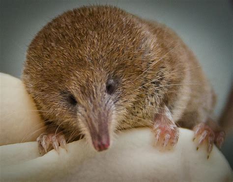 How Irelands Smallest Mammal The Pygmy Shrew Is Quietly And Quickly