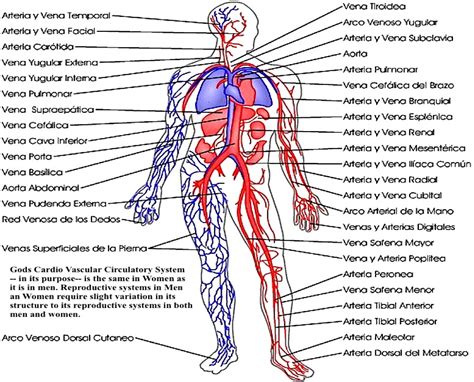 Principais Arterias Do Corpo Humano Anatomia Humana Geral The Best