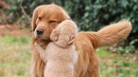 Check Out These Cutest Dogs Big That Will Make You Want To Hug Them