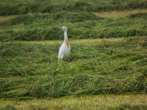Deze snavel gebruiken ze om garnalen, krabben en schelpdieren uit de modder te prikken. Vogelblog Bastiaan van de Wetering