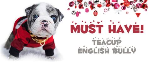 Find local french bulldog puppies for sale and dogs for adoption near you. Rare Micro Teacup Puppies for sale near me - Posh Pocket Pups