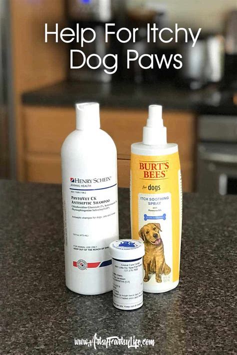 5 Products That Helped Our Old Dog With Itchy Paws · Artsy Fartsy Life