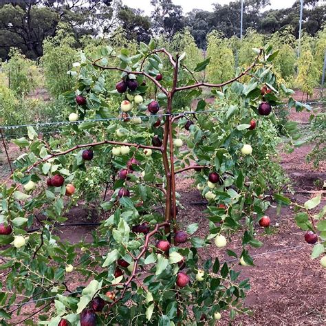 Daleys Fruit Tree Nursery Shared A Photo On Instagram Shanxi Li
