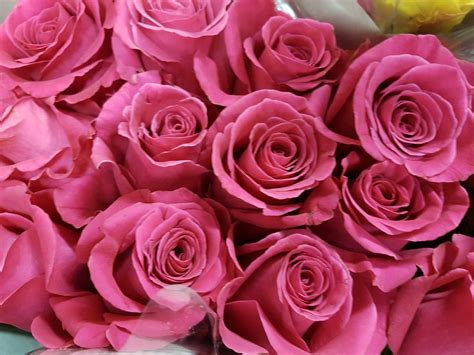 Bulk Hot Pink Roses 50 Cm Toronto Bulk Flowers Canada