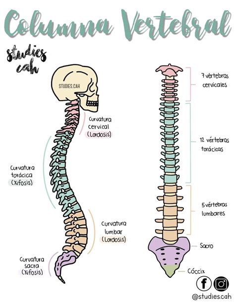 Columna Vertebral Anatomia y fisiologia humana Anatomía médica