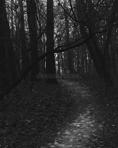 Dark Fantasy Forest Dark Surrealism Road In The Woods Stock Image
