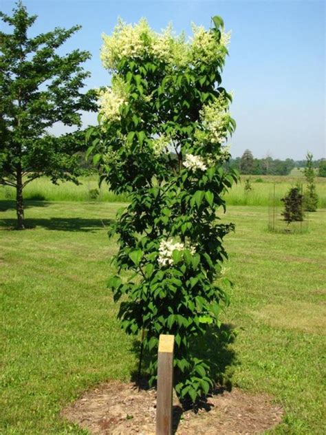 Syringa Reticulata Ivory Silk Ivory Silk Japanese Tree Lilac The
