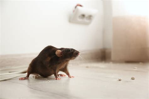 Do Rats And Mice Make Good Pets Peta 57 Off