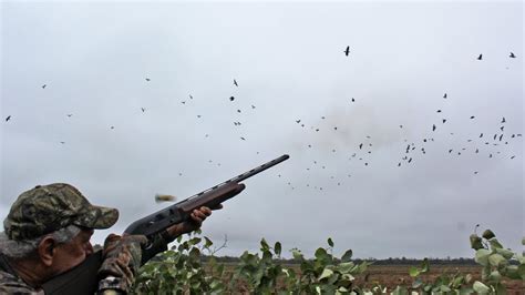 Argenhunts Pigeon Hunting In Argentina Youtube