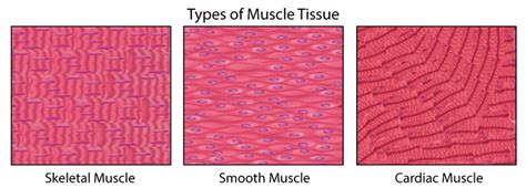 13 11 Smooth Skeletal And Cardiac Muscles Biology Libretexts