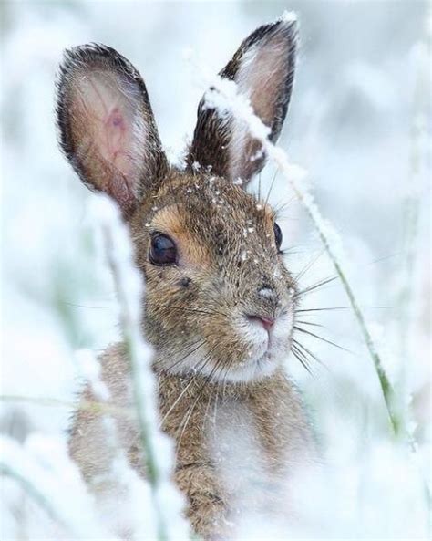 This Has Got To Be The Most Charming Photograph Of A Snow Bunny Ever Via
