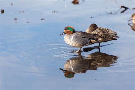 Green Winged Teal Duck