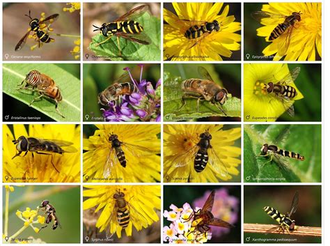 Hoverfly, Bee identification, Bees and wasps