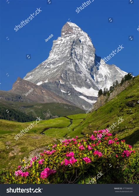 Swiss Beauty Matterhorn Flowers Zermattvalaisswitzerlandeurope Stock