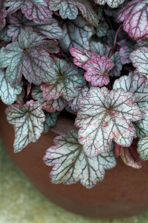 Check spelling or type a new query. Heuchera 'Sugar Plum' | Fall container gardens, Fall ...