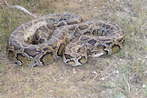 Massive 11 Burmese Python I Found In South Florida Last Year Rsnakes