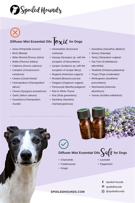 Diffuser Essential Oils Safe and Toxic to Dogs | Dog safe essential