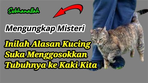 Mengungkap Misteri Alasan Kucing Menggosokkan Tubuhnya Ke Kaki Kita