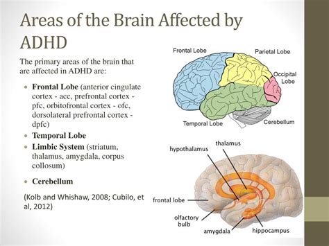 Ppt Areas Of The Brain Affected By Adhd Powerpoint Presentation Free