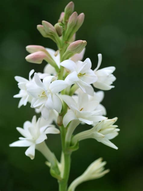 Planting A Tuberose Bulb How Deep To Plant Tuberose