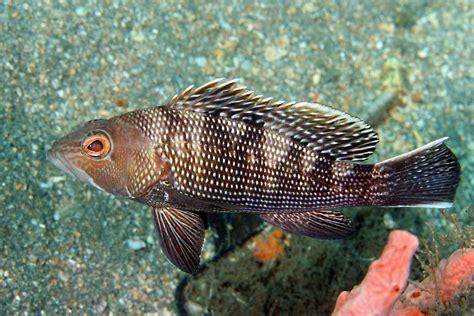 Img 8494a Black Sea Bass Centropristis Striata Kevin Bryant Flickr