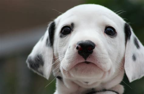 35 Very Beautiful Dalmatian Dog Photos And Pictures