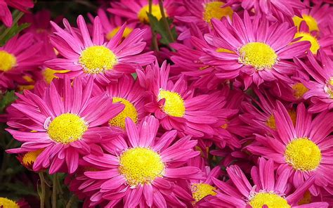 Beautiful Magenta Chrysanthemum Flower Photo Wallpaper Hd For Mobile