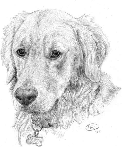 Golden Retriever Pencil Drawing Golden Retriever Pencil Drawings