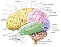 The human brain consists of 25 billion neurons. Human brain: Structure and Function of the Human Brain