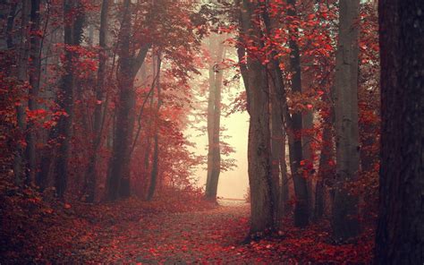 Landscape Nature Fall Trees Mist Path Red Leaves Forest Red
