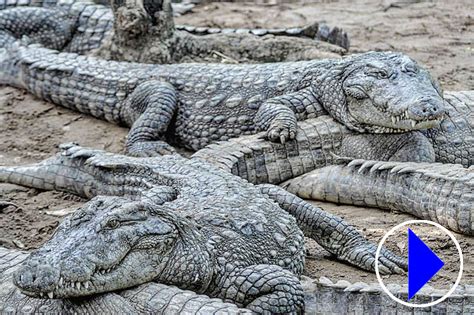 Live Streaming Webcam Crocodiles Arignar Anna Zoological Park India