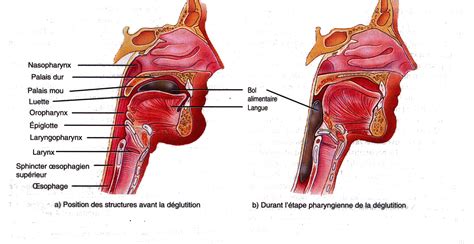 Pharynx Et Larynx