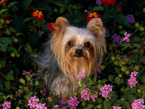 Yorkshire Terrier The Life Of Animals