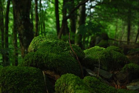 Green Moss Forest Trees Woods Nature Plant Tree Green Color