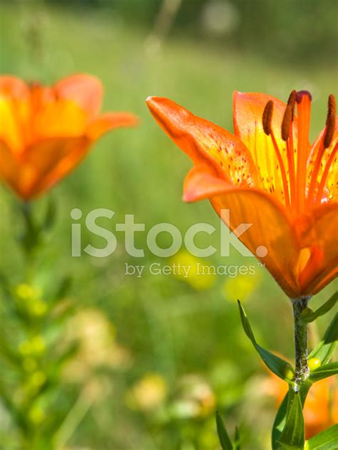 Wild Lily Flower Stock Photo Royalty Free Freeimages