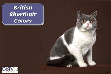 Stunning British Shorthair Colors 23 Popular Ones