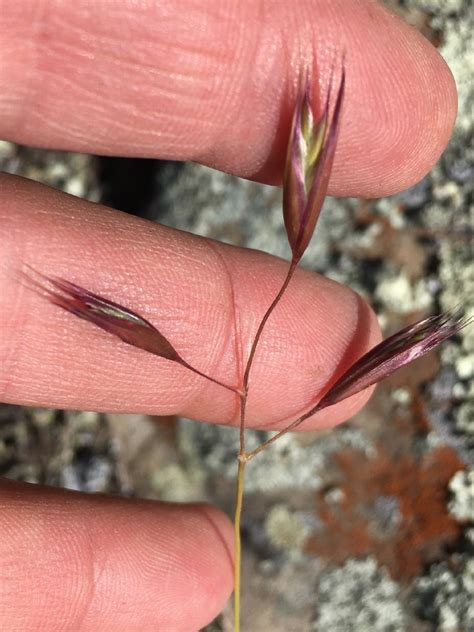 Danthonia Californica Calflora