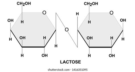 Structural Formula Of Maltose