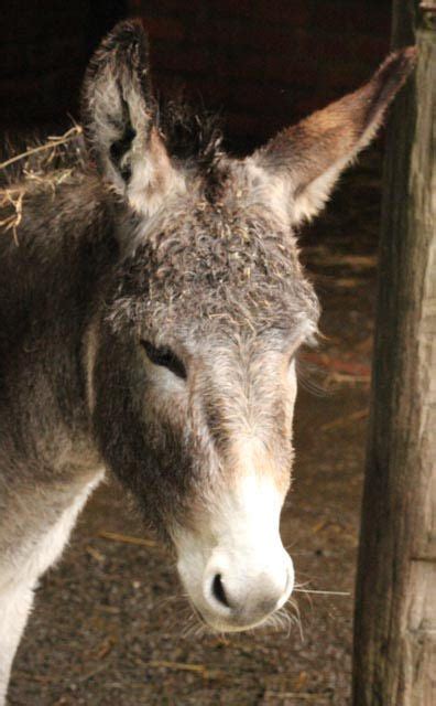 Lawlessness and apostasy in new testament times. In the Bible, donkeys are mentioned more often than any ...