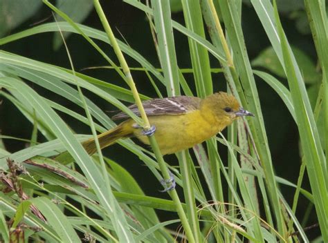 Photography By Deb Hirt Oklahoma Breeding Bird Species Profile